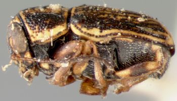 Media type: image; Entomology 8787   Aspect: habitus lateral view